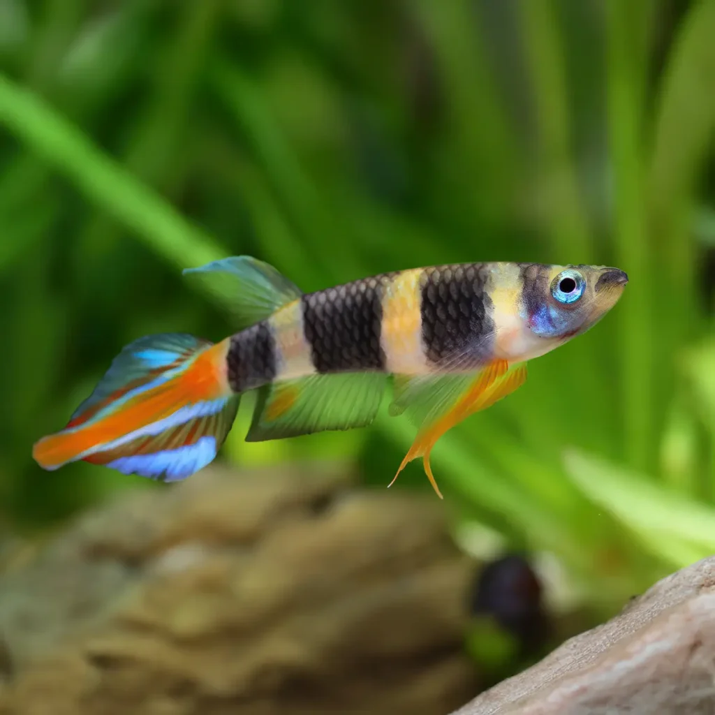 KILLI EPIPLATYS ANNULATUS 1-1.5 CM