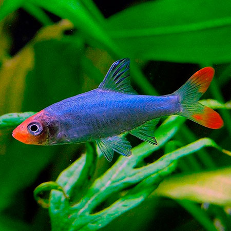 SAWBWA RESPLENDENS MACHO 3-3.5 CM - Image 2