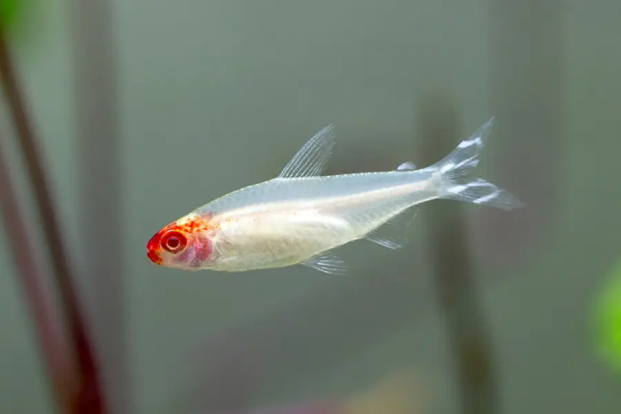 BORRACHITO ALBINO 2.5-3 CM