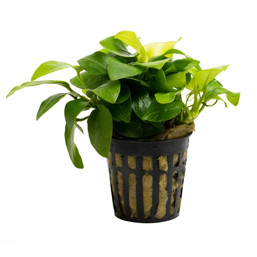 Anubias nan Amarelo heard