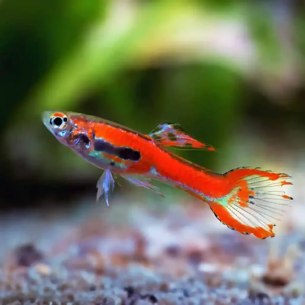 GUPPY MACHO ENDLER ROJO 2-2.5 CM
