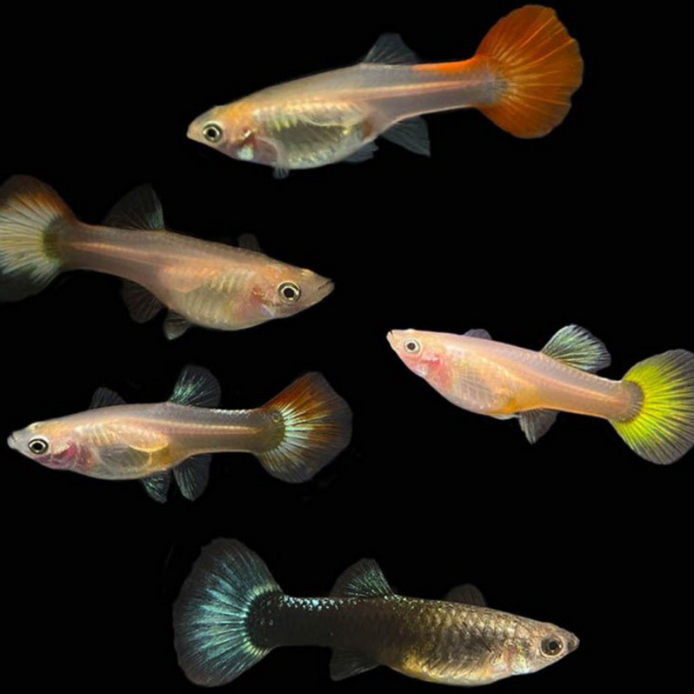 GUPPY FÊMEA SURTIDA 3.5-4 CM