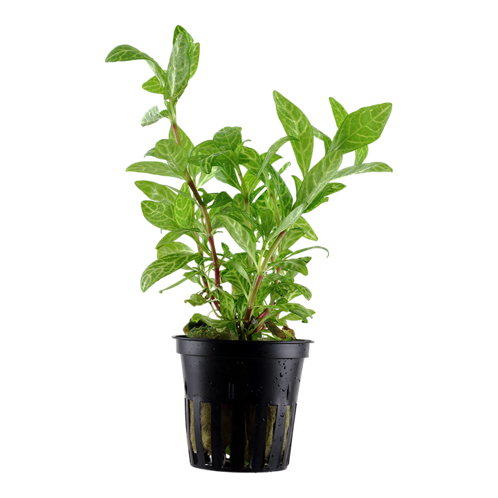 Hygrophila polysperma Rosanervig