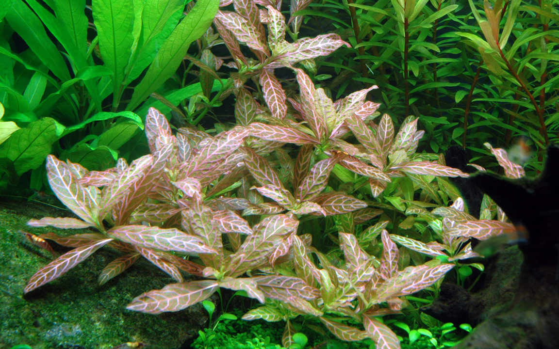 Hygrophila polysperma Rosanervig - Image 2