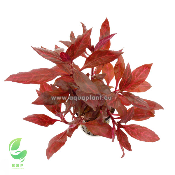 ALTERNANTHERA REINECKII ROSANERVIG