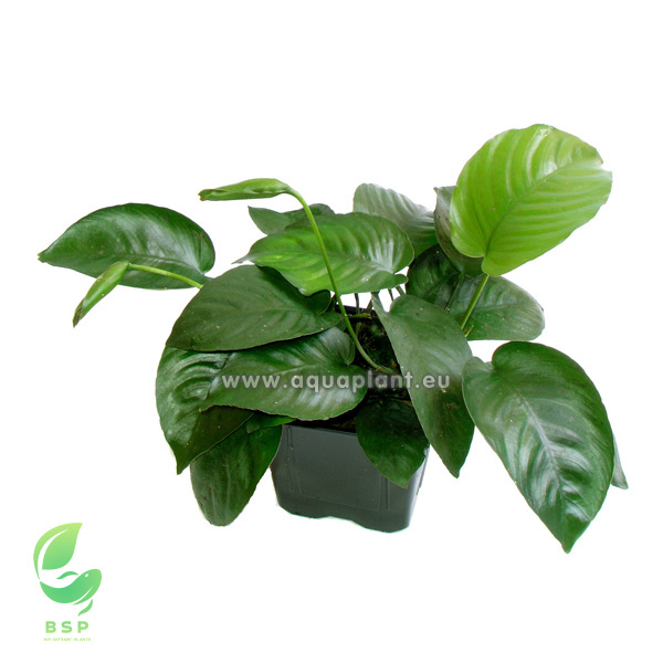 Anubias barteri