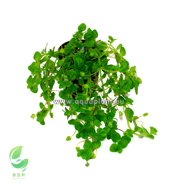 Bacopa australis