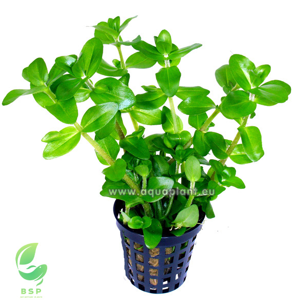 Bacopa caroliniana - Grote bacopa