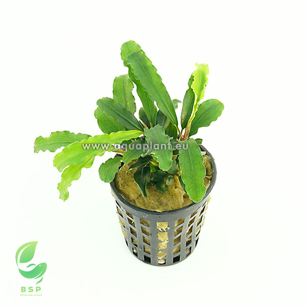 Buchephalandra sp medio verde