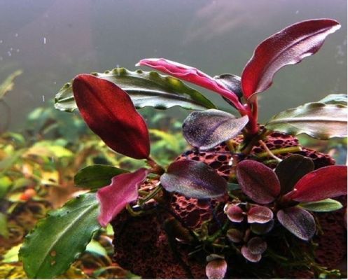 Bucephalandra sp. Mini Vermelha