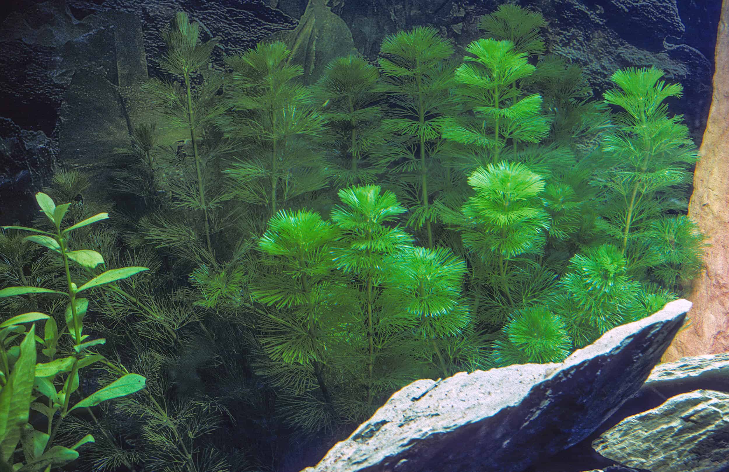 Limnophila sessiliflora - ambulia - Image 2