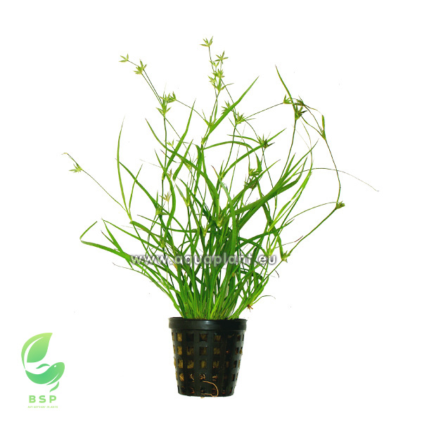 Cyperus helferi