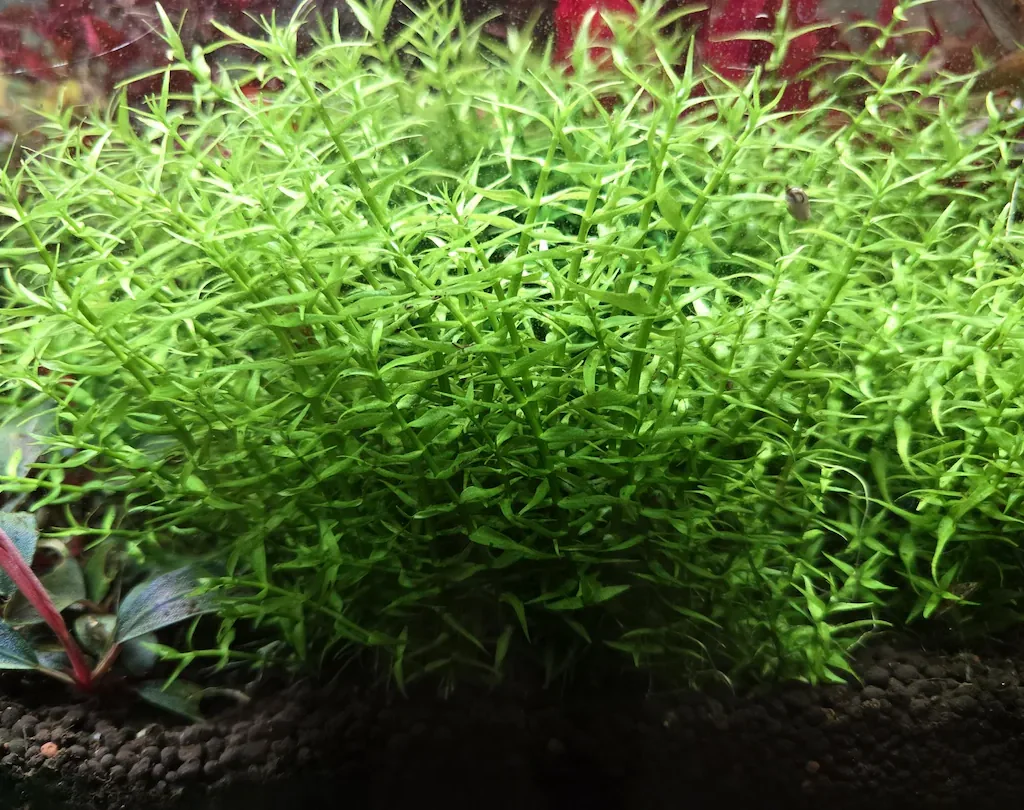 Gratiola viscidula