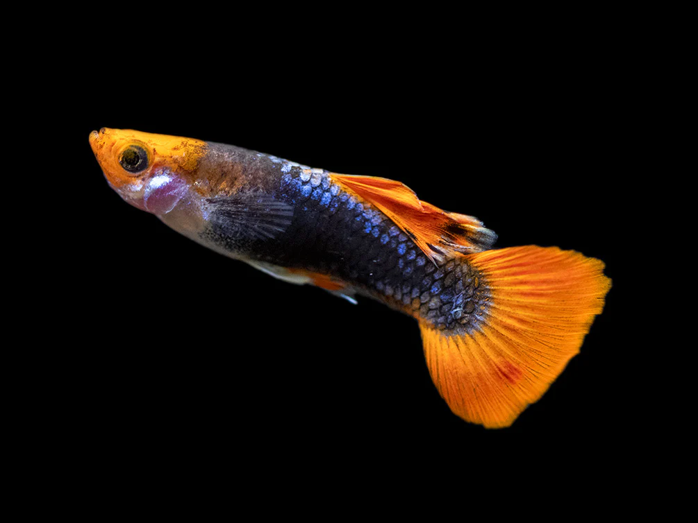 GUPPY MACHO KOI TUXEDO 3-3.5