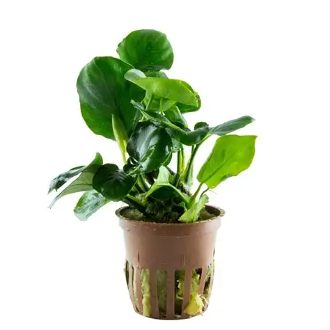 ANUBIAS BARTERI ‘COIN LEAF’