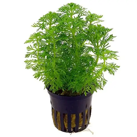 Limnophila sessiliflora - ambulia