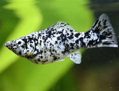 MOLLY DALMATA 4-5 CM