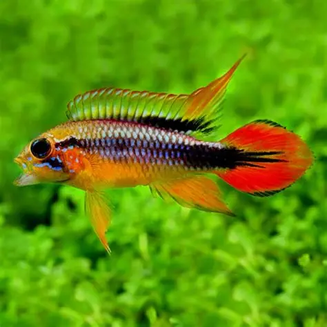 APISTOGRAMMA AGASSIZI DOBLE ROJO 3-4 CM