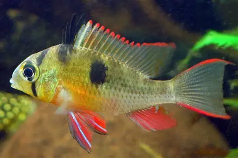 RAMIREZI BOLIVIANO 3-3.5 CM