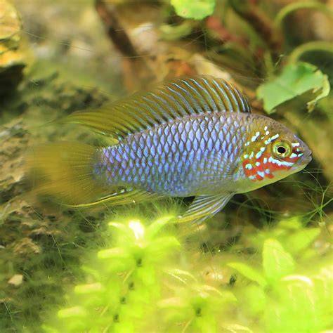 APISTOGRAMMA SP. OPAL 3-3.5 CM