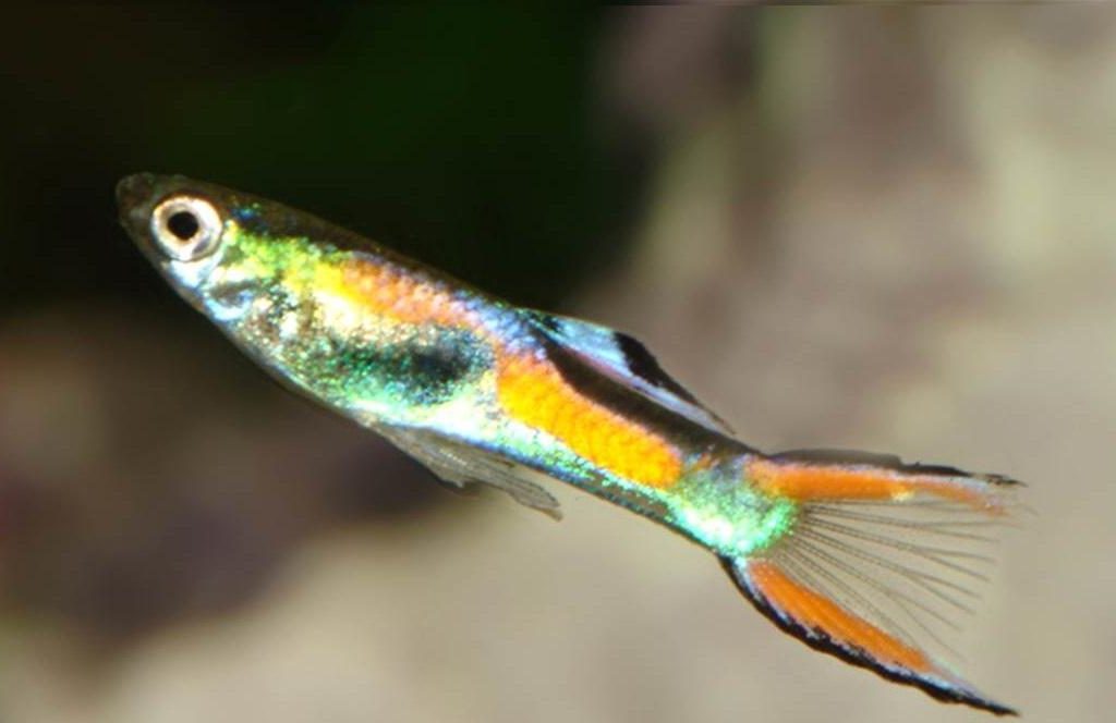 GUPPY MACHO ENDLER JET 2-3 CM