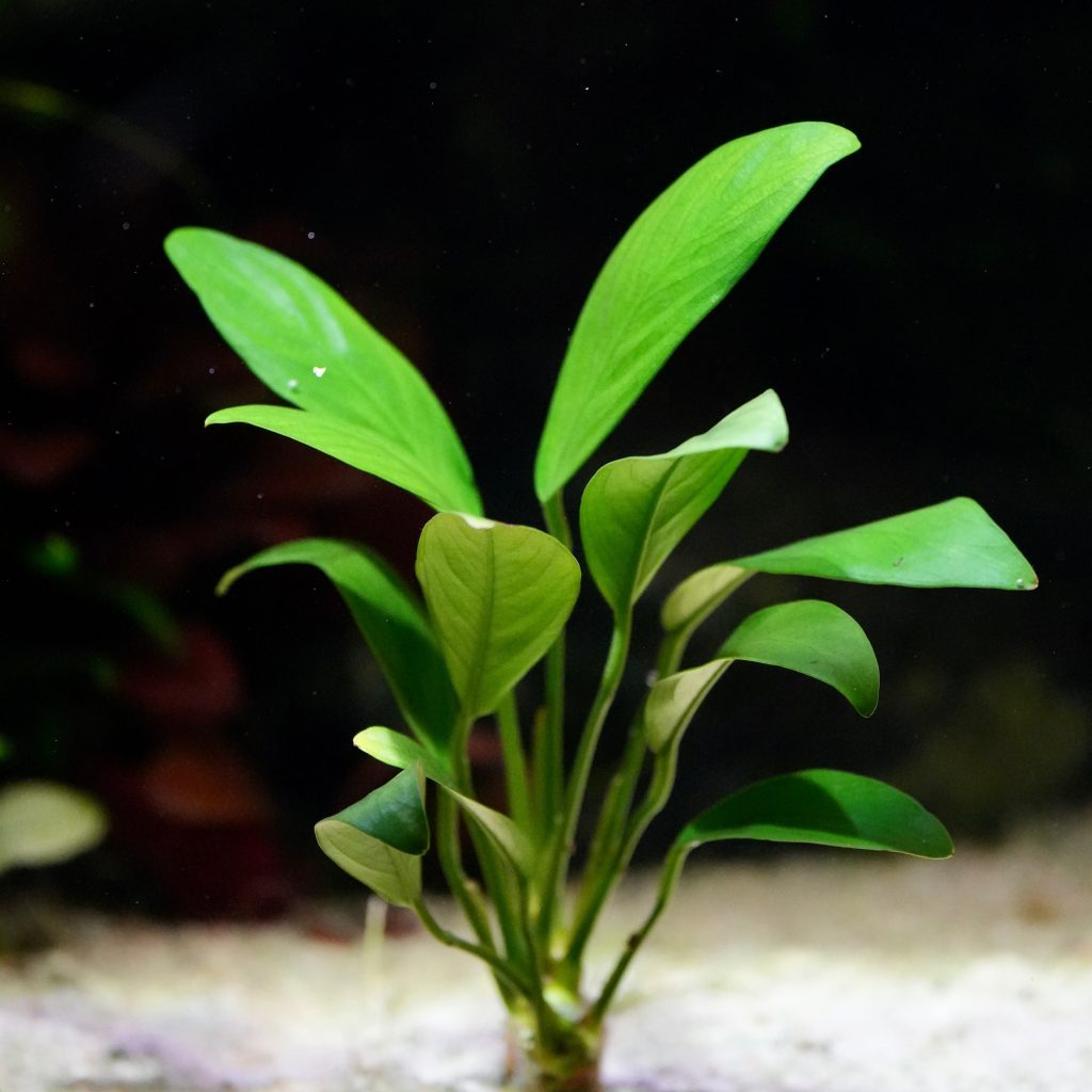 Anubias barteri glabra