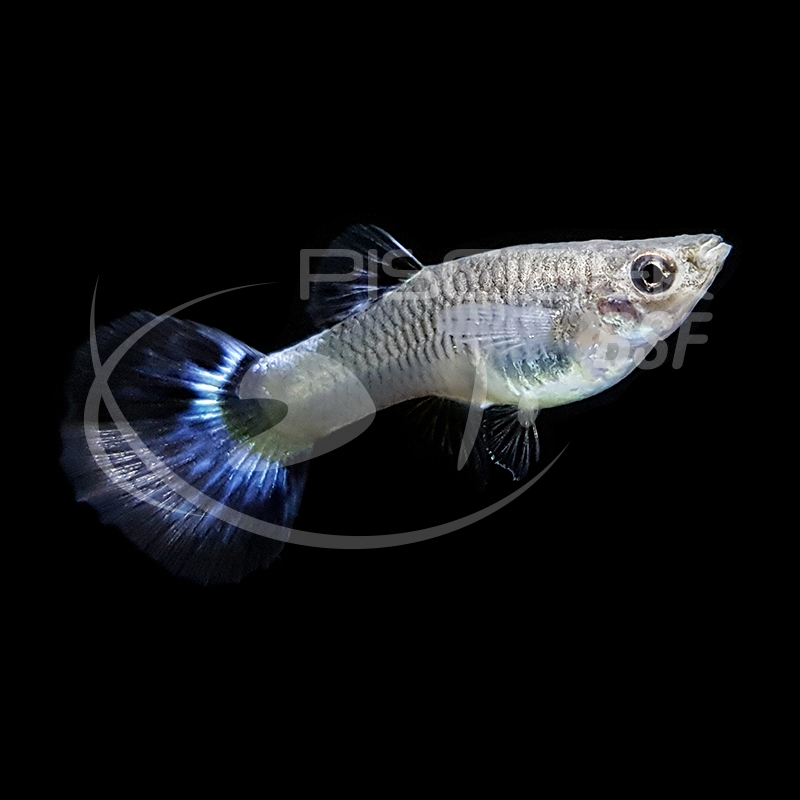 GUPPY FÊMEA SURTIDA AZUL 4.5-5 CM