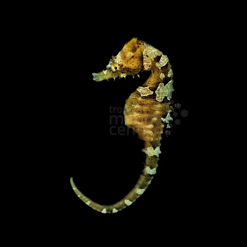 Cavalo-marinho Erectus - Aquicultura - Image 2