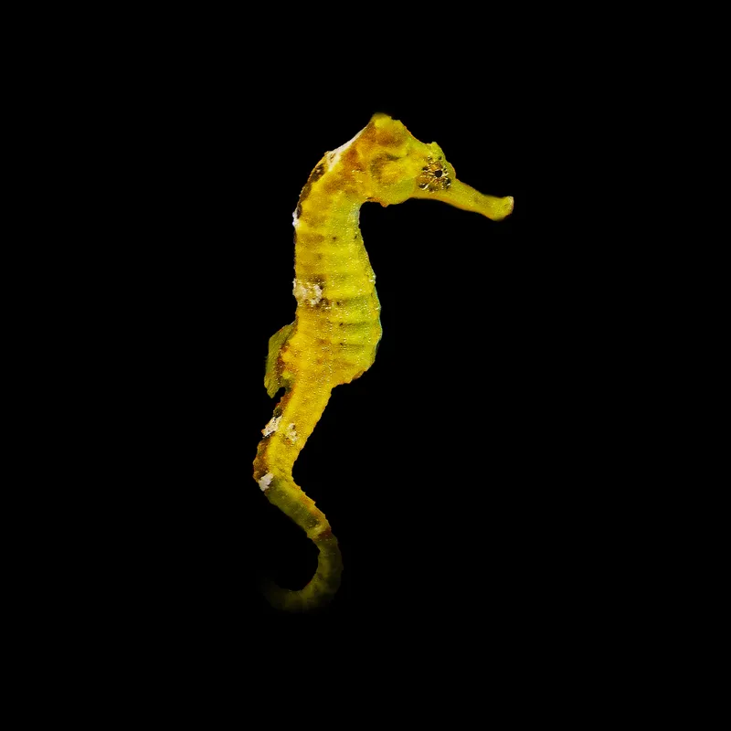 Cavalo-marinho Erectus - Aquicultura