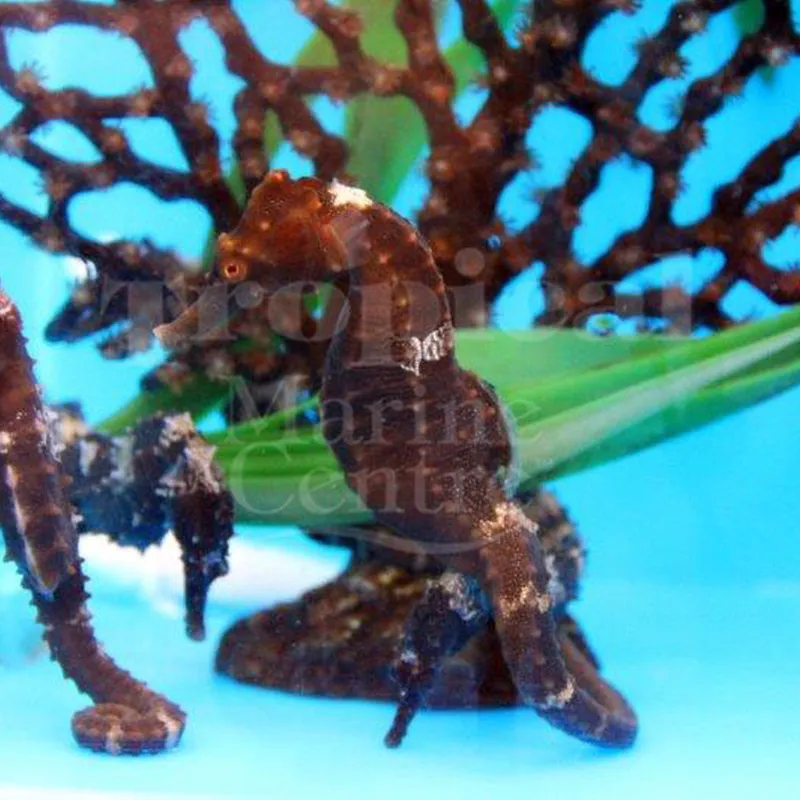 Cavalo-marinho Erectus - Aquicultura - Image 3