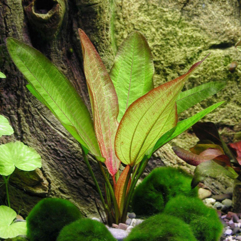 Echinodorus devil's eye