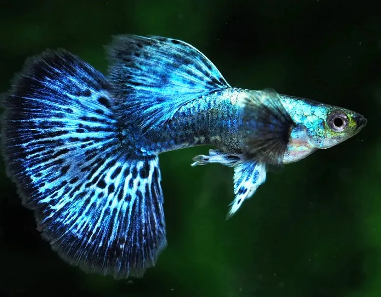 GUPPY MACHO DUMBO AZUL 3-3.5 CM