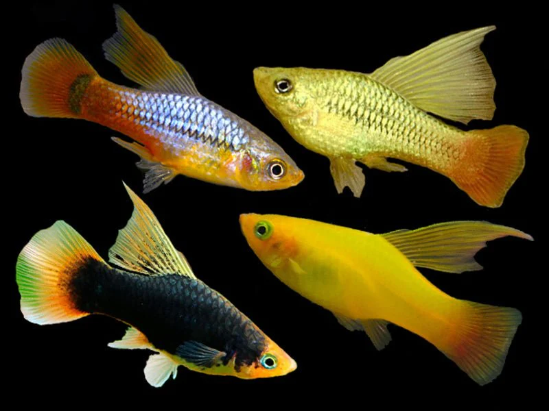 PLATY SURTIDO HI FIN 2.5-3 CM