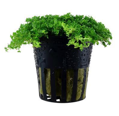 Hemianthus callitrichoides