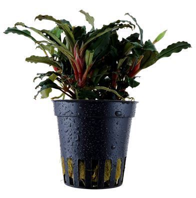 Bucephalandra sp. mini red
