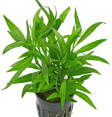 Hygrophila salicifolia