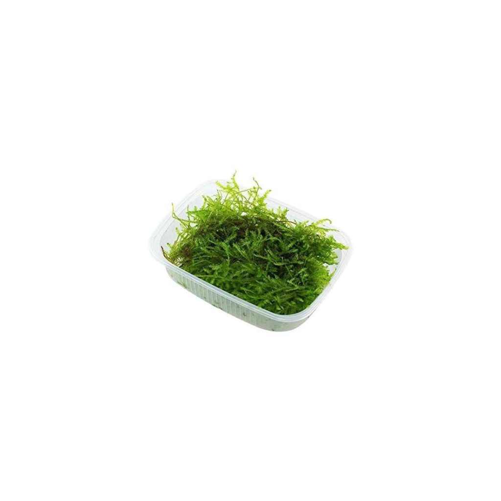 Javamos Aquaplant - Taxiphyllum barbieri -125 ml