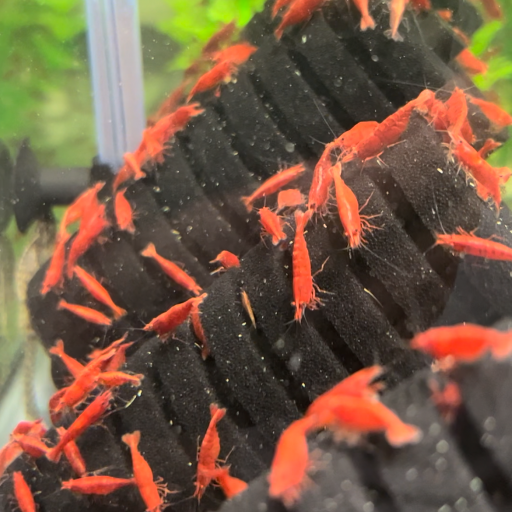 NEOCARIDINA DENTICULATA VAR. " SUPER RED CHERRY"