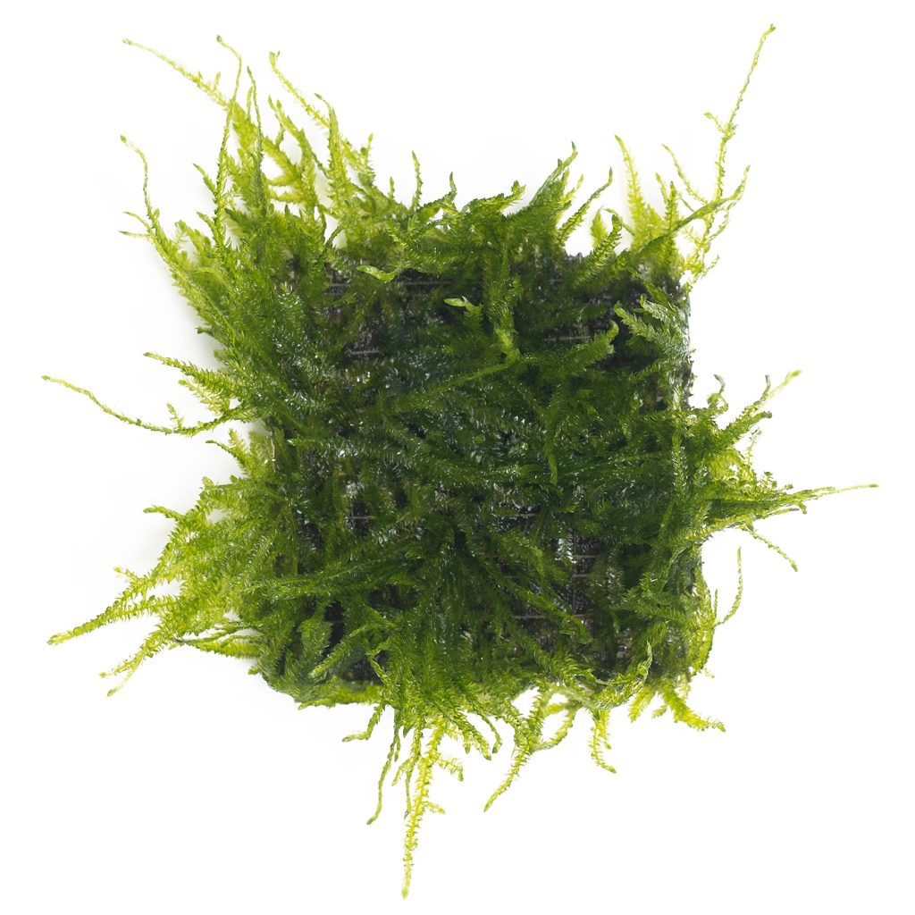 Taxiphyllum sp. 'Spiky Moss'