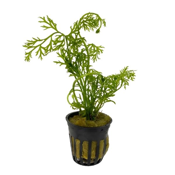 Ceratopteris thalictroides potted