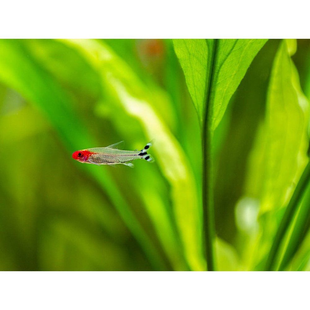 Tetra Nariz de Bêbedo 3-3,5 - Hemigrammus rodhostomus | "Quantidade":"1 ud."