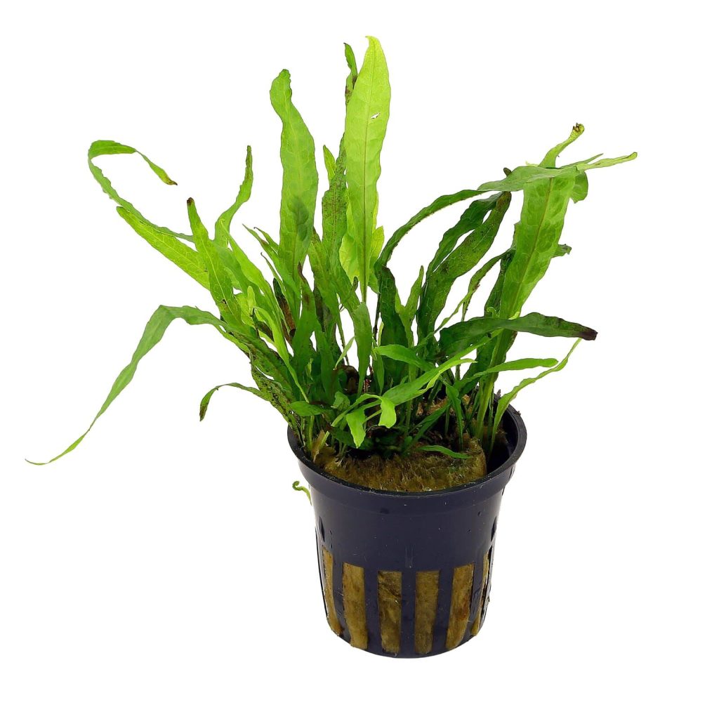 Microsorum pteropus 'Narrow' potted