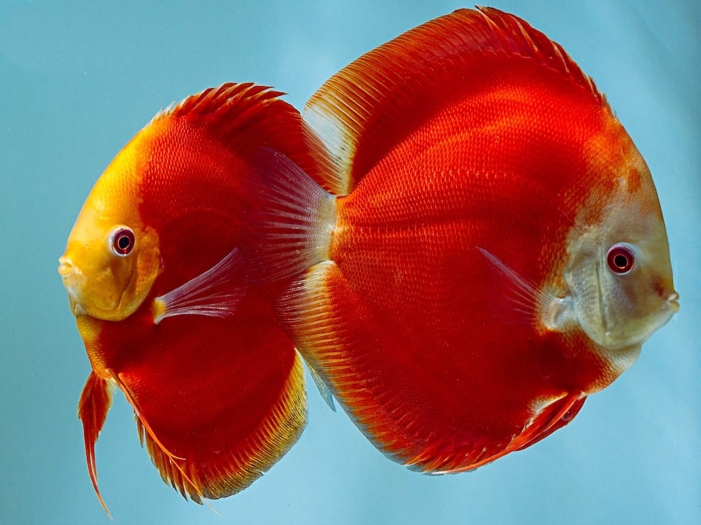 Symphysodon sp. Discus Super Red Melon 7-9cm