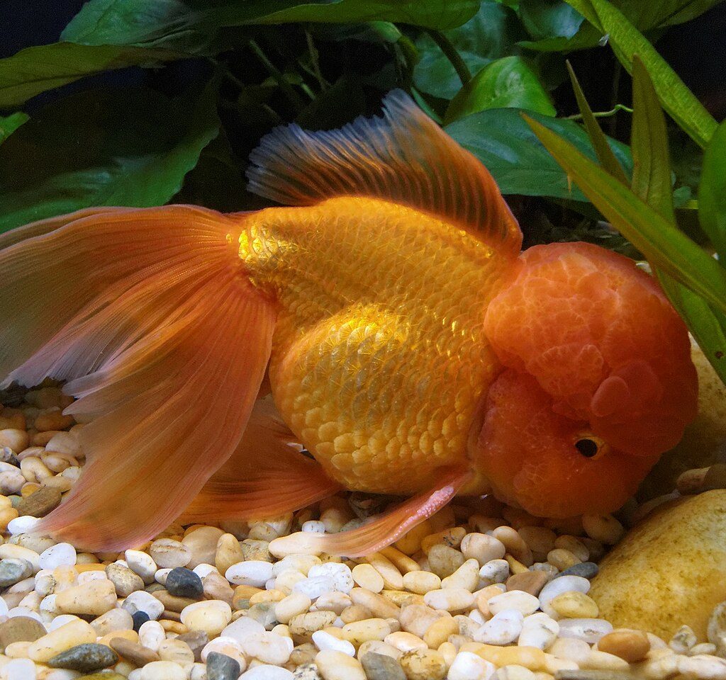 Carassius Auratus - Oranda 3-3,5 cm