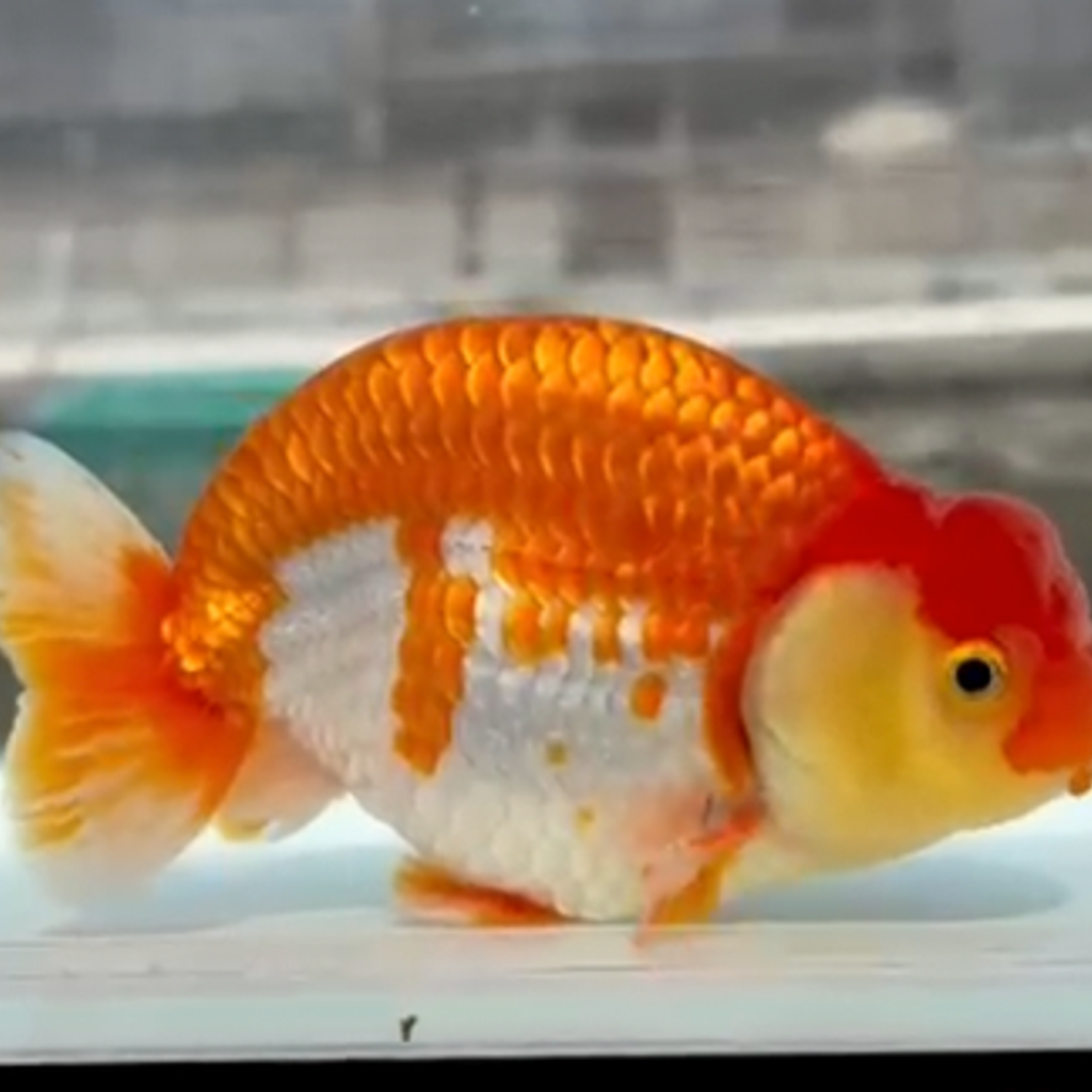 Carassius Auratus - Ranchu Red & White 3-4 cm