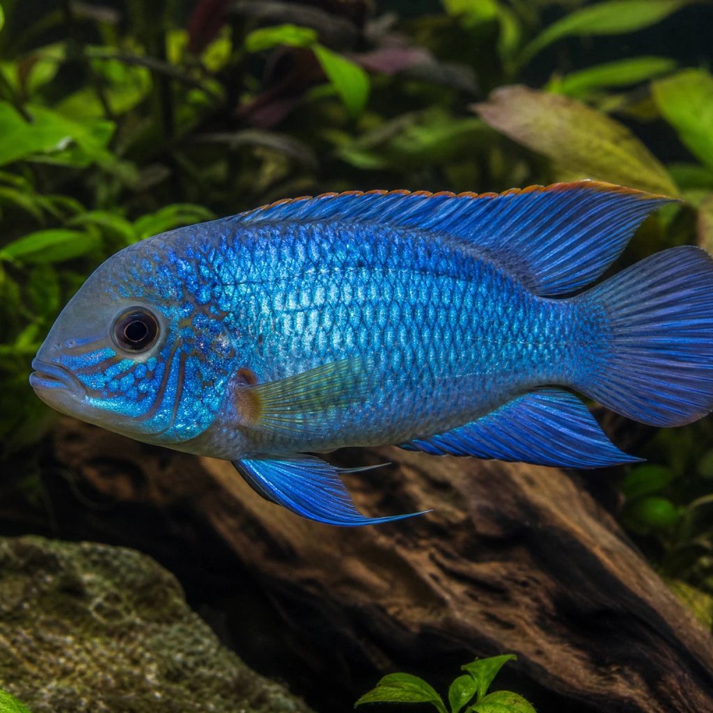 Andinoacara pulcher Electric Blue