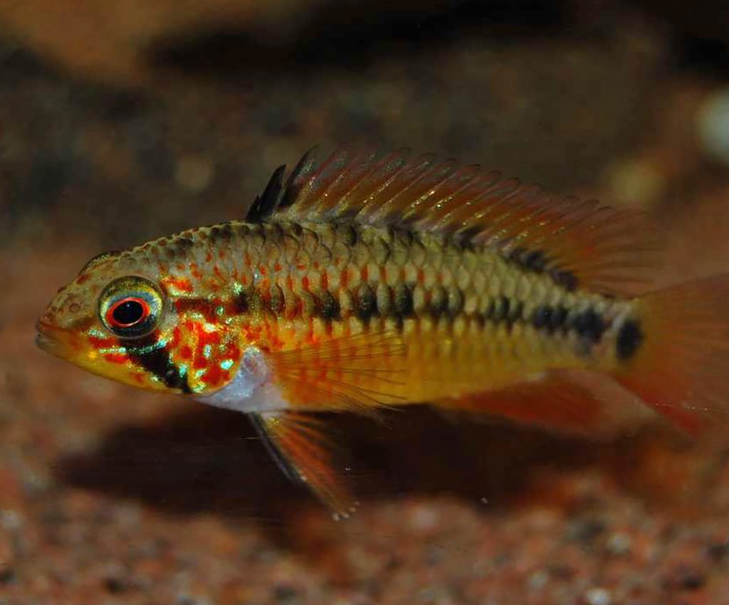 Apistogramma viejita II