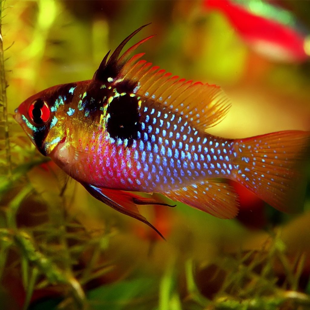 German Blue Ram M - Mikrogeophagus 4-5cm