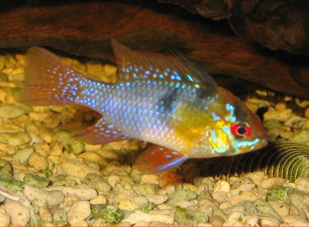 Ramirezi - Mikrogeophagus ramirezi