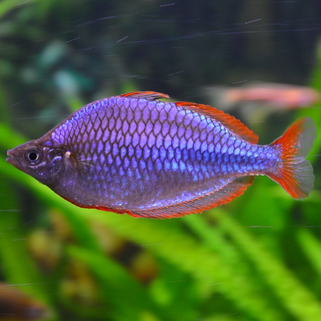 Arco-íris Neon Anão - Melanotaenia praecox 3.5-4cm | "Quantidade":"1 ud."